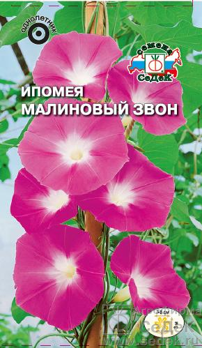 Ипомея Малиновый звон 0,5г ц/п (Седек)
