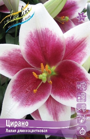 Лилия Цирано 12/14 1шт (КолЛайн) 2шт/уп 