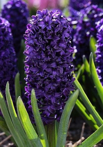 Гиацинт Блю Сапфир 14/15 1шт (КолЛайн) 3шт/уп