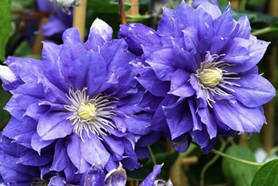 Клематис Кири Те Канава 1шт (КолЛайн) 2шт/уп