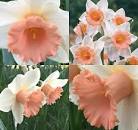 Нарцисс Фейт 12/14 1шт (КолЛайн) 3шт/уп