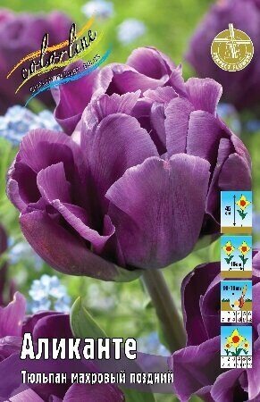 Тюльпан Аликанте 11/12 1шт (Садовита) 7шт/уп
