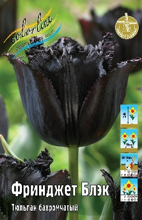 Тюльпан Фринджет Блэк 11/12  1шт (КолЛайн) 3шт/уп