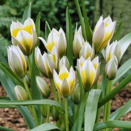 Тюльпан Литтл Стар 1шт (КолЛайн) 10шт/уп