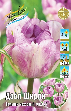 Тюльпан Дабл Ширли 1шт (КолЛайн) 7шт/уп