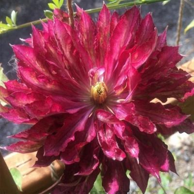 Клематис Каен 1шт (КолЛайн) 