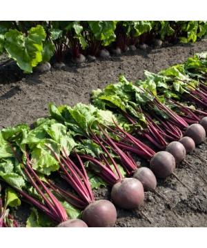 Свекла Пабло F1 50000шт (Bejo)