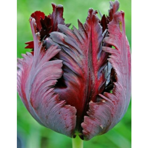 Тюльпан Блэк Перрот 1шт (КолЛайн) 3шт/уп 