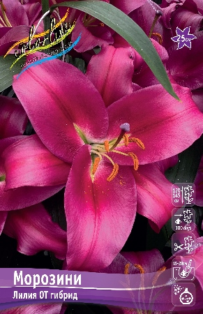 Лилия Морозини 14/16 1шт (КолЛайн) 5шт/уп