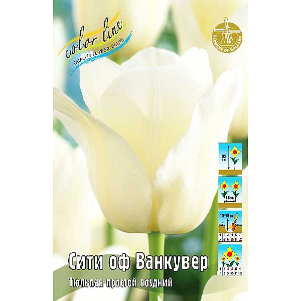 Тюльпан Сити оф Ванкувер 1шт (КолЛайн) 8шт/уп