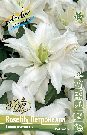 Лилия Roselily&Петронелла 12/14 1шт (КолЛайн) 5шт/уп