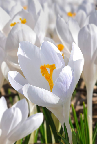 Крокус Айвори Принцесс 1шт (Садовита) 10шт/уп