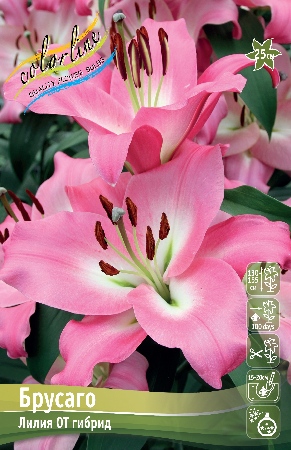 Лилия Брусаго 14/16 1шт (КолЛайн) 3шт/уп 