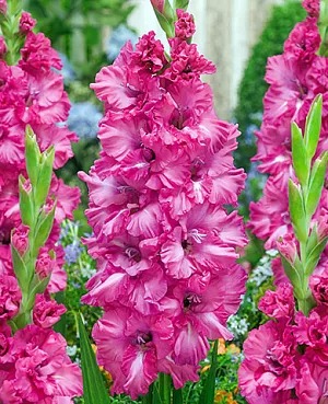 Гладиолус Грозный гофр. 1шт (КолЛайн) 7шт/уп