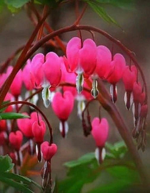 Дицентра Спектабилис Розовый 1шт (КолЛайн)