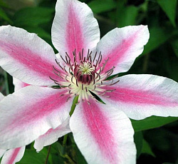 Клематис Ян Павел II  1шт (КолЛайн)