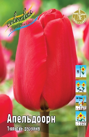 Тюльпан Апельдоорн 12/+ 1шт (КолЛайн) 8шт/уп