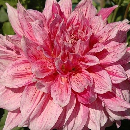 Георгина Эмори Пол 1шт (КолЛайн)