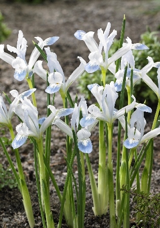 Ирис сетчатый Фрозен Планет 6+ 1шт (КолЛайн) 8шт/уп