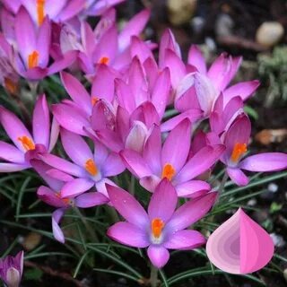 Крокус Розеус 5/+ 1шт (Садовита) 10шт/уп