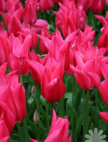 Тюльпан Мариетта 11/12 1шт (Садовита) 10шт/уп