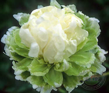 Пион Грин Хало 1шт (КолЛайн)