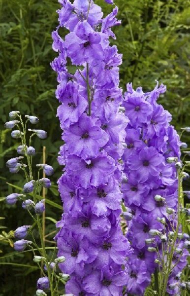 Дельфиниум Майти Атом 1шт (КолЛайн)