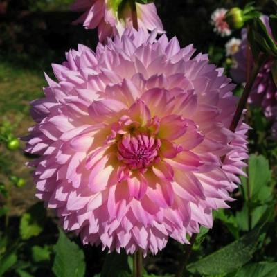 Георгина Сакура Фубуки 1шт (КолЛайн)