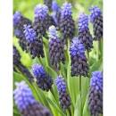 Мускари Неглектум 1шт (Садовита) 8шт/уп