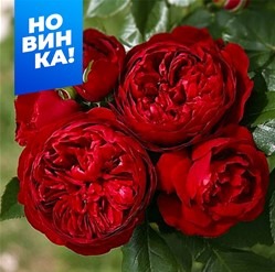 Роза Эротик Рококо 1шт (Алтай) спрей