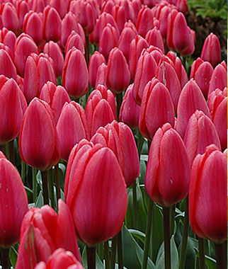 Тюльпан Космополитен 11/12 1шт (Садовита) 10шт/уп