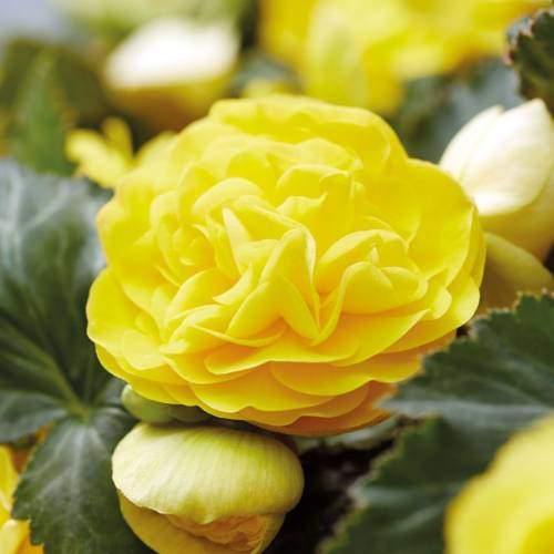 Бегония Нон стоп Желтая 1шт (КолЛайн)