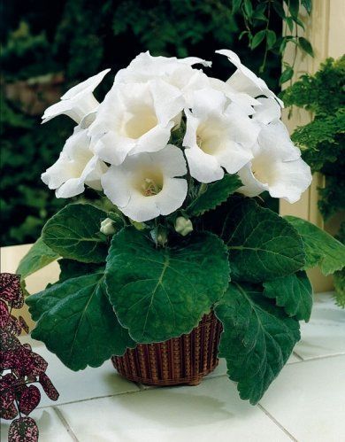 Глоксиния Мон Блан 1шт (КолЛайн) 