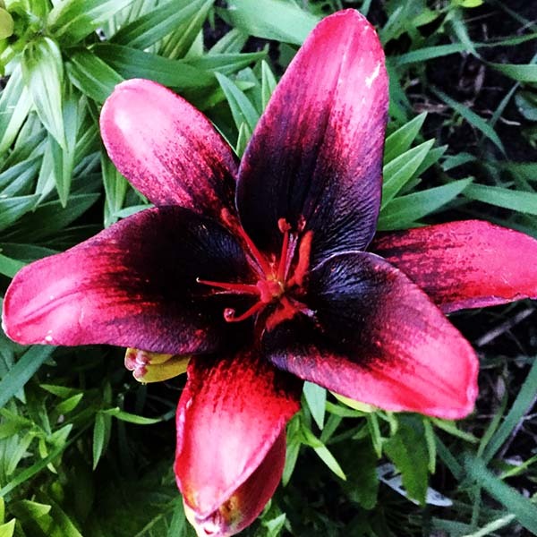 Лилия Тайни Шэдоу 10/12 1шт (КолЛайн) 2шт/уп