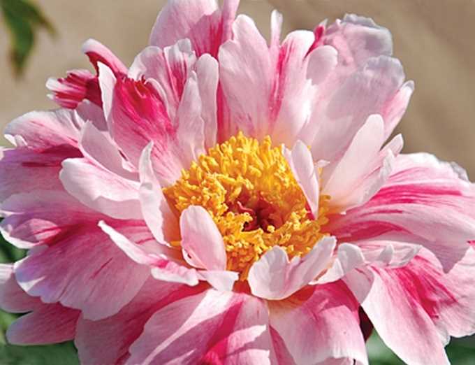 Пион Пинк Луау 1шт (КолЛайн)