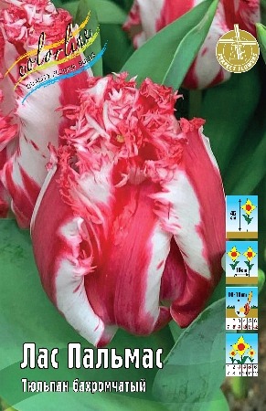 Тюльпан Лас Пальмас 11/12 1шт (КолЛайн) 5шт/уп 