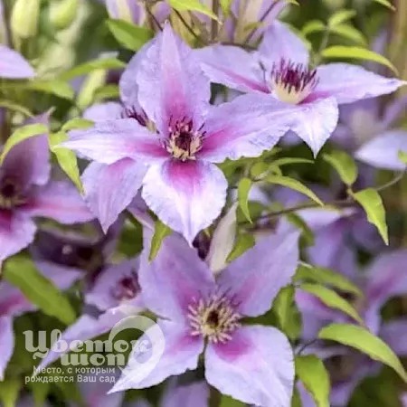 Клематис Прауд Мэри 1шт (КолЛайн)