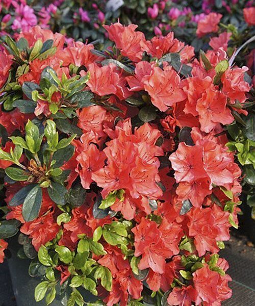 Азалия Гейша Оранж 1шт (КолЛайн)