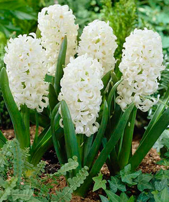 Гиацинт Антарктика 14/15 1шт (Садовита) 3шт/уп