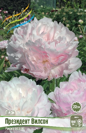 Пион Президент Вилсон 1шт (КолЛайн)