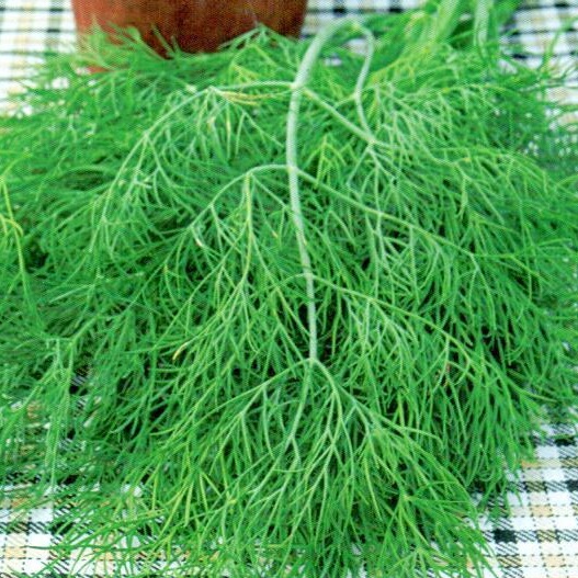 Укроп Аллигатор 1кг (ПрСидс)