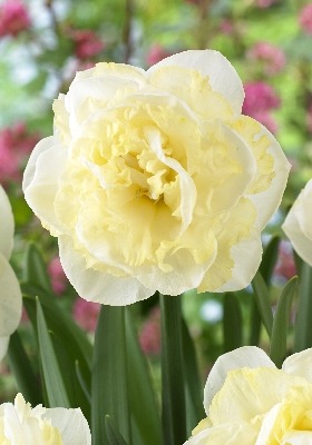 Нарцисс Уайт Сюрпрайз 12/14 1шт (КолЛайн) 3шт/уп	