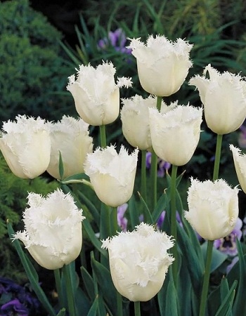 Тюльпан Ханимун 11/12 1шт Садовита (10шт/уп)