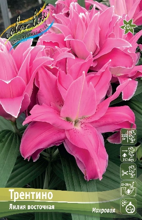 Лилия Трентино 14/16 1шт (КолЛайн) 2шт/уп