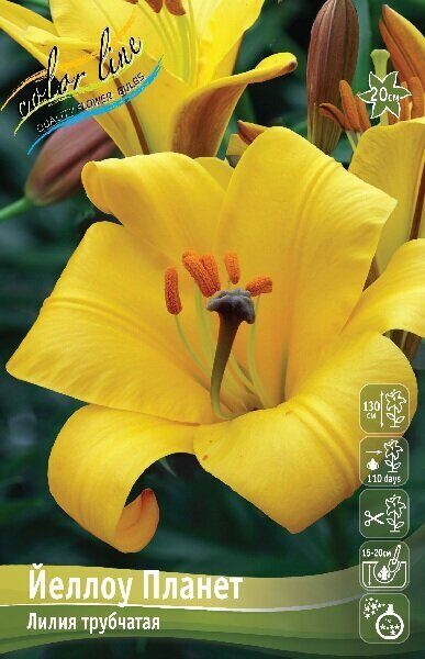 Лилия Йеллоу Планет 12/14 1шт (КолЛайн) 5шт/уп