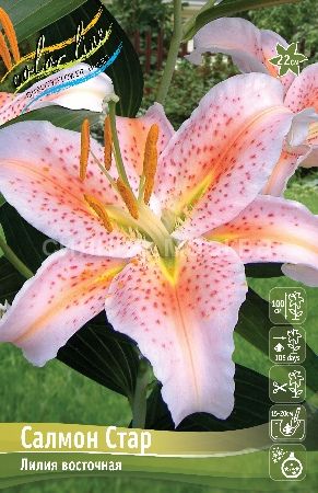 Лилия Салмон Стар12/14 1шт (КолЛайн) 2шт/уп восточка