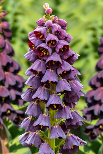 Фритиллярия Персика 18/20 1шт (Садовита)