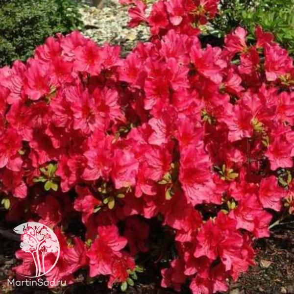 Азалия Арабеска 1шт (КолЛайн)