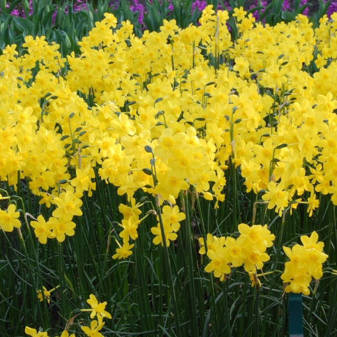 Нарцисс Кокопелли 9/10 1шт (КолЛайн) 8шт/уп