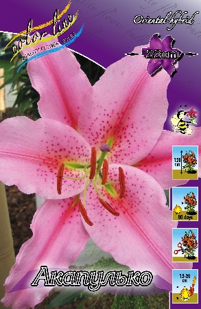 Лилия Акапулько 12/14 1шт (КолЛайн) 5шт/уп